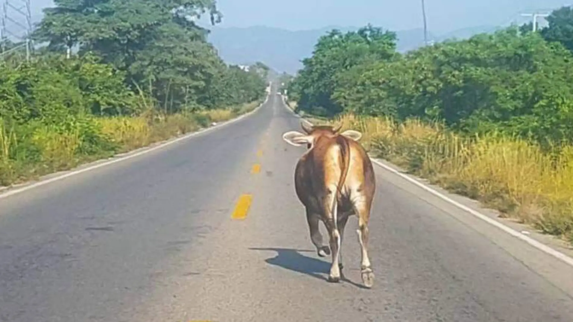 ganado en carretera costa grande